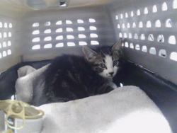 Shelter Stray Male Cat last seen MATTHEWS, 8315 Byrum Dr, Charlotte, NC 28217, USA