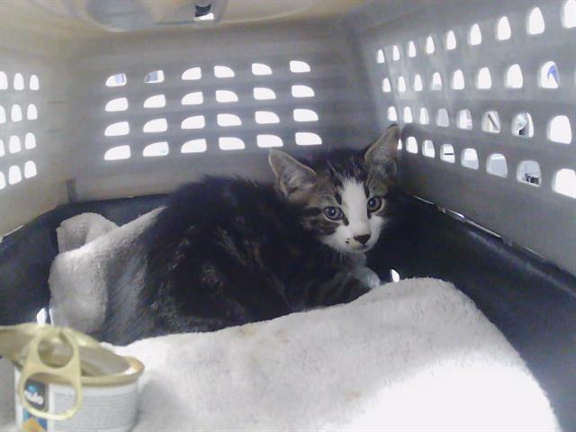 Shelter Stray Male Cat last seen MATTHEWS, 8315 Byrum Dr, Charlotte, NC 28217, USA