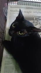 Shelter Stray Female Cat last seen , 1850 W 60th St, Los Angeles, CA 90047, USA