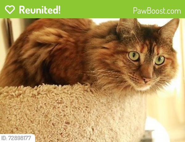 Reunited Female Cat last seen Smith and Midland, Nampa, ID 83651