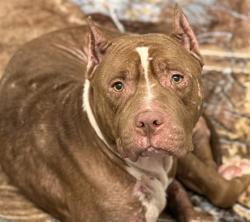 Shelter Stray Male Dog last seen OAK LN SORRENTO, 12280 County Rd 448, Tavares, FL 32778, USA