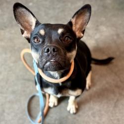 Shelter Stray Female Dog last seen PUBLIX, 717 N. 14TH ST, LEESBURG, 12280 County Rd 448, Tavares, FL 32778, USA