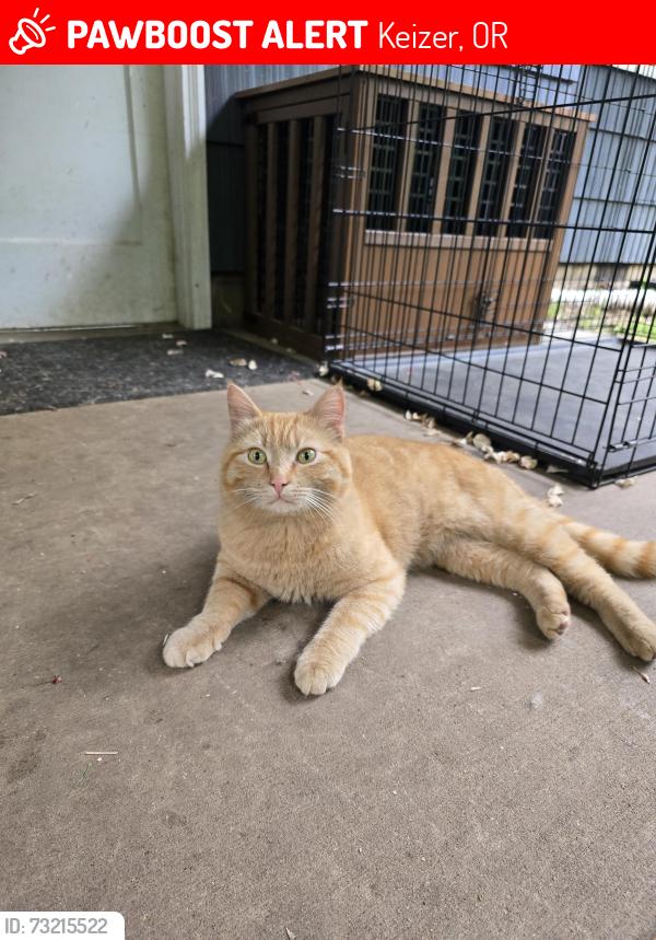 Lost Male Cat last seen Corner of Lockhaven & Mcleod, Keizer, OR 97303