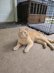 Lost Male Cat last seen Corner of Lockhaven & Mcleod, Keizer, OR 97303