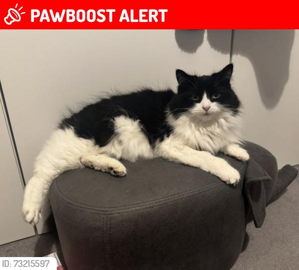 Lost Female Cat last seen Marian Vian School, Greater London, England 