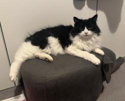 Lost Female Cat last seen Marian Vian School, Greater London, England 