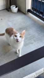 Lost Male Cat last seen By the german town pub., Nashville, TN 37208