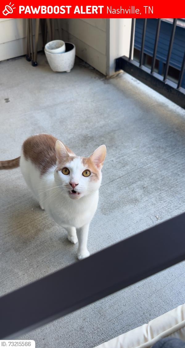 Lost Male Cat last seen By the german town pub., Nashville, TN 37208