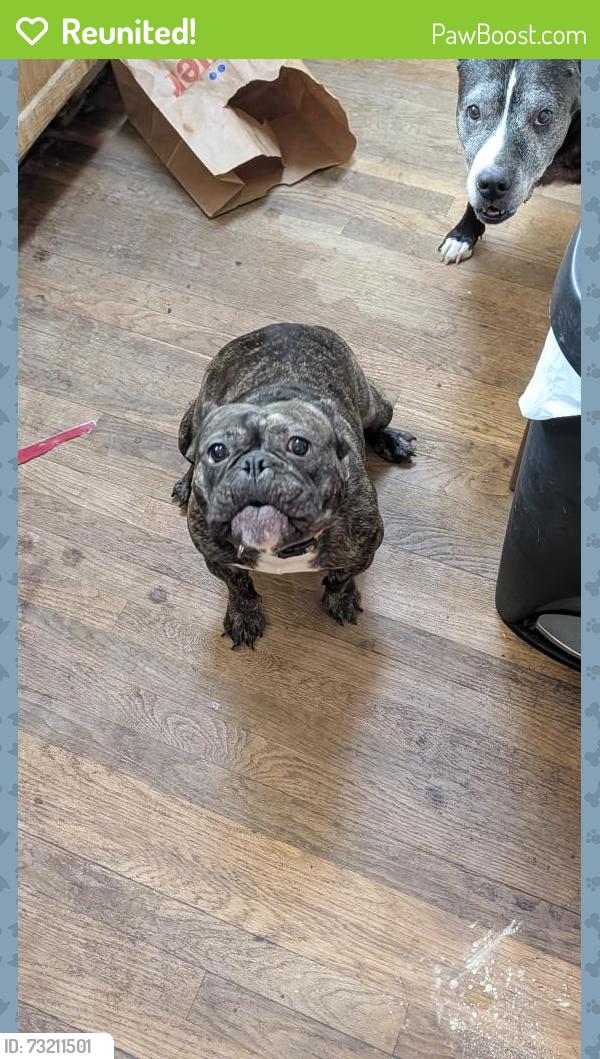 Reunited Female Dog last seen Mcdougal Gratiot Forrest, Detroit, MI 48214