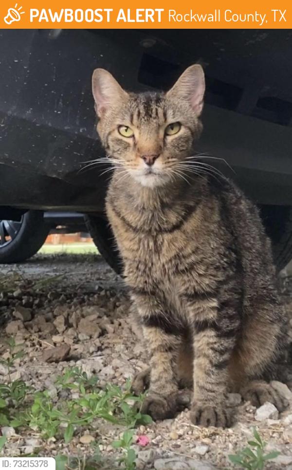 Found/Stray Male Cat last seen Near Greenbriar & Blackland, Rockwall County, TX 75189