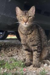Found/Stray Male Cat last seen Near Greenbriar & Blackland, Rockwall County, TX 75189