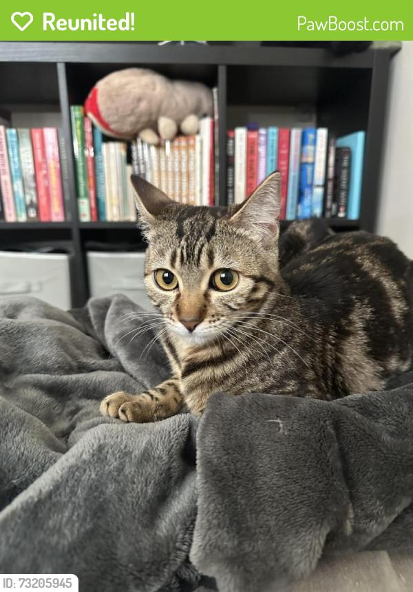 Reunited Female Cat last seen Cedrona Park, Tacoma, WA 98439