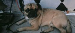 Found/Stray Male Dog last seen 43rd Ave. & Thomas, Phoenix, AZ 85031