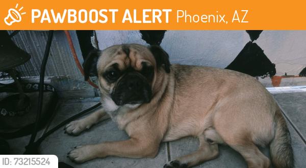 Found/Stray Male Dog last seen 43rd Ave. & Thomas, Phoenix, AZ 85031
