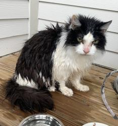 Reunited Unknown Cat last seen port st lucie, Port St. Lucie, FL 34986
