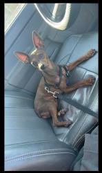 Lost Male Dog last seen 36th and la cholla, Tucson, AZ 85713