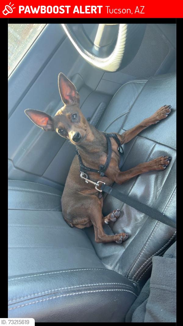 Lost Male Dog last seen 36th and la cholla, Tucson, AZ 85713