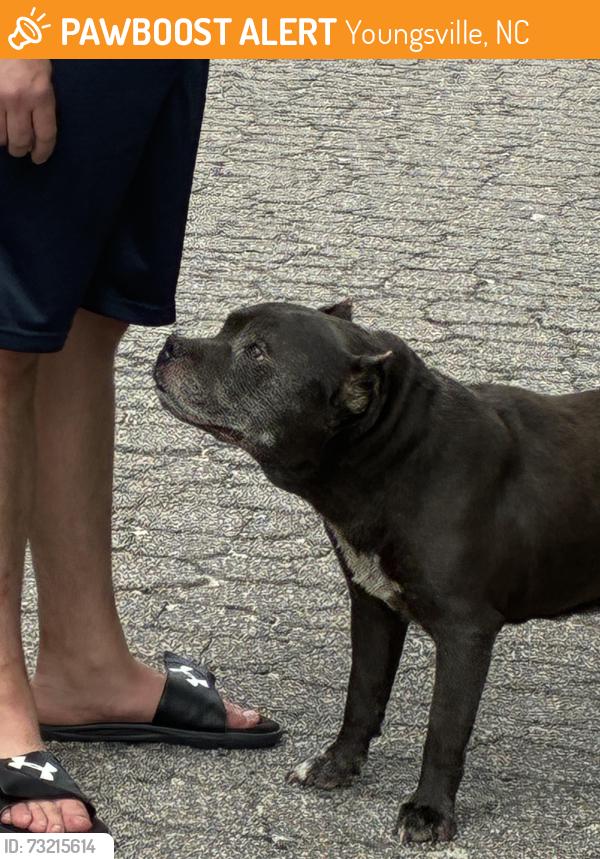 Found/Stray Male Dog last seen Near and Cooley rd, Youngsville, NC 27596