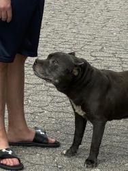 Found/Stray Male Dog last seen Near and Cooley rd, Youngsville, NC 27596