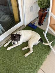 Reunited Male Dog last seen Bear vallaey, Victorville, CA 92392