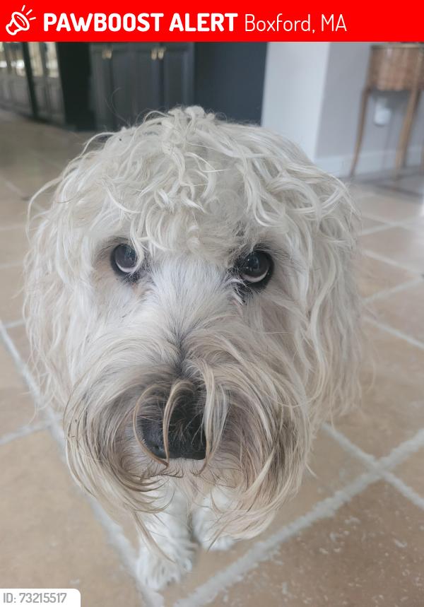 Lost Female Dog last seen Near Fieldstone Way, Boxford, MA 01921