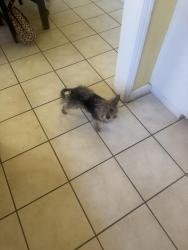 Reunited Unknown Dog last seen De garmo and Alexander street, San Fernando, CA 91340
