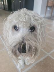 Lost Female Dog last seen Near Fieldstone Way, Boxford, MA 01921