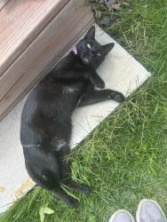 Found/Stray Male Cat last seen Robley Drive, Jennings MO, Jennings, MO 63136