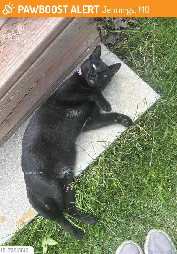 Found/Stray Male Cat last seen Robley Drive, Jennings MO, Jennings, MO 63136