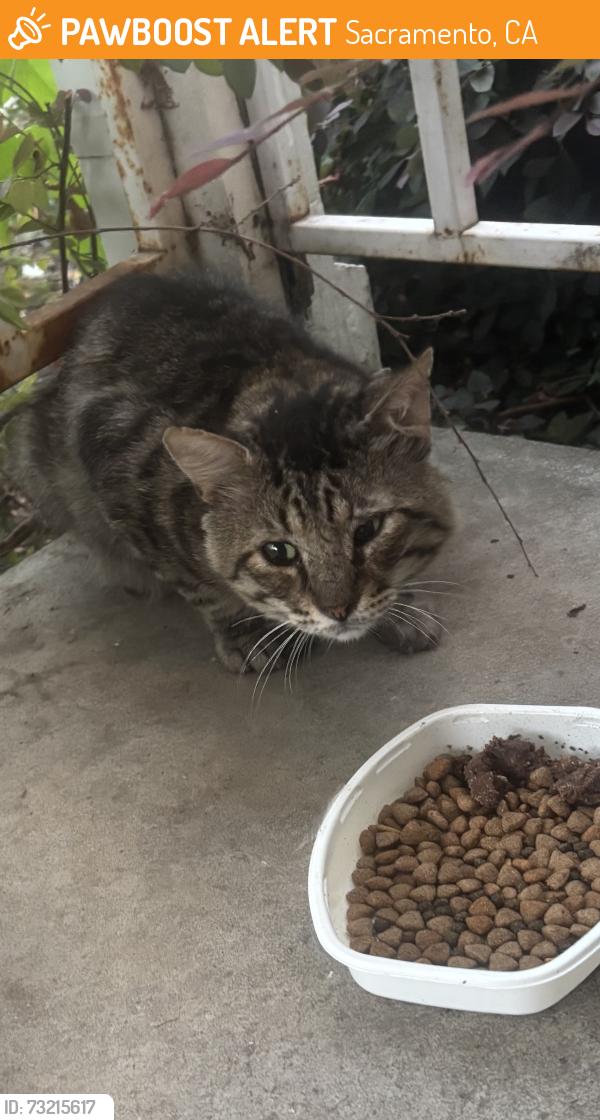Found/Stray Unknown Cat last seen Franklin Blvd & 11th Avenue, Sacramento, CA 95817