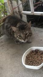 Found/Stray Unknown Cat last seen Franklin Blvd & 11th Avenue, Sacramento, CA 95817