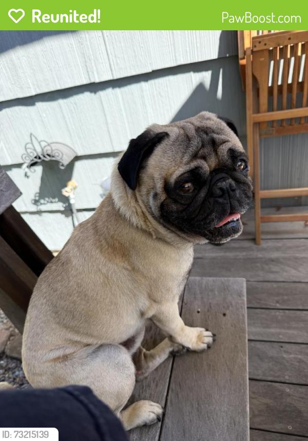 Reunited Male Dog last seen W N St, Springfield, OR 97477, USA, Springfield, OR 97477