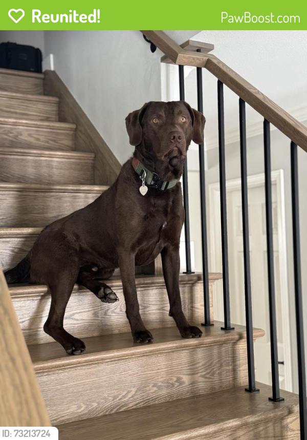 Reunited Male Dog last seen Dry creek and Holly, Centennial, CO 80112
