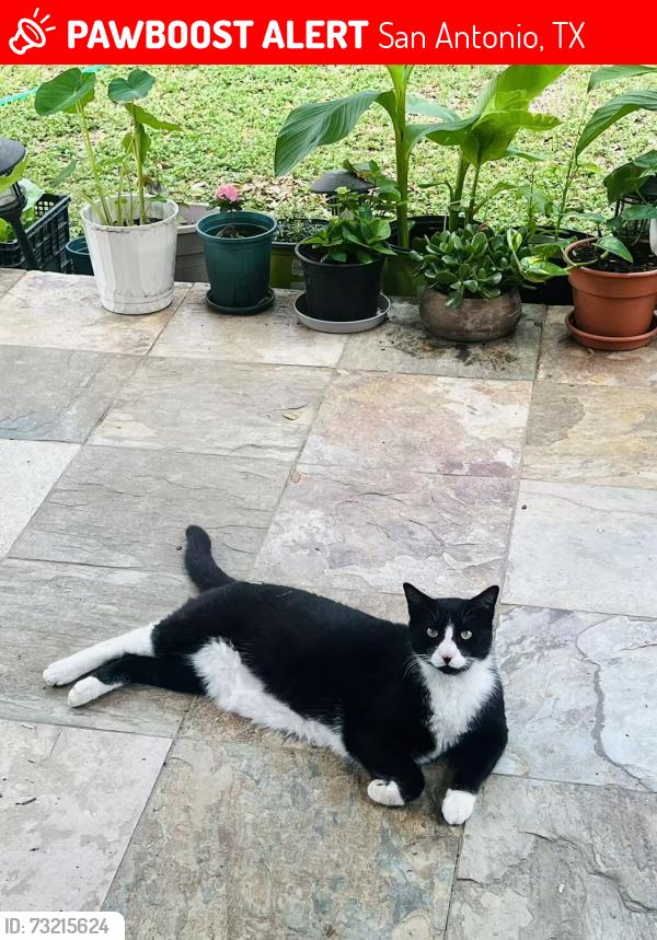 Lost Male Cat last seen Feather Trail, Eagle Bend,, San Antonio, TX 78023