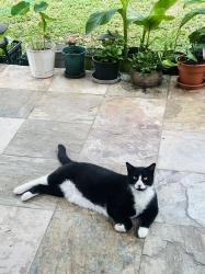 Lost Male Cat last seen Feather Trail, Eagle Bend,, San Antonio, TX 78023