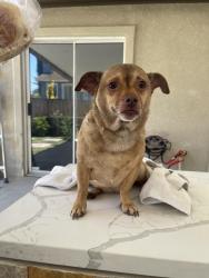 Found/Stray Male Dog last seen Starbucks, Antioch, CA 94531
