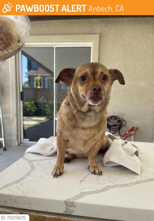 Found/Stray Male Dog last seen Starbucks, Antioch, CA 94531