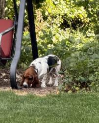 Reunited Female Dog last seen Goldenview Dr, Battle Creek, MI 49014