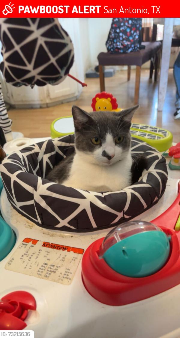 Lost Male Cat last seen Near southcross ranch rd, San Antonio, TX 78222