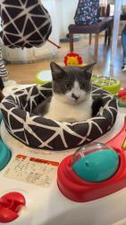 Lost Male Cat last seen Near southcross ranch rd, San Antonio, TX 78222