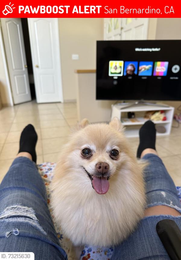 Lost Female Dog last seen L street and 7th, San Bernardino, CA 92411