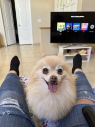 Lost Female Dog last seen L street and 7th, San Bernardino, CA 92411