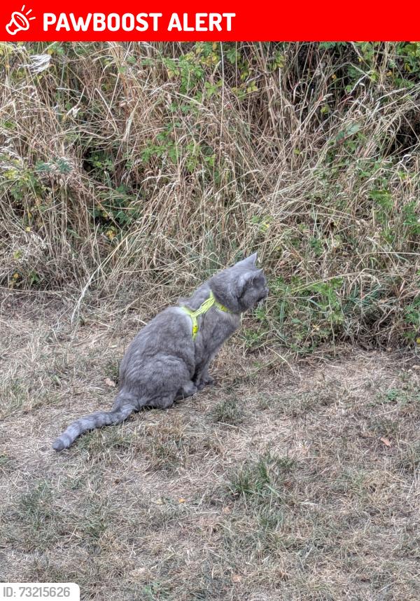 Lost Male Cat last seen Gravel Layby on Lichfield TD/Tamworth Rd, Staffordshire, England WS14 9PS