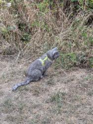 Lost Male Cat last seen Gravel Layby on Lichfield TD/Tamworth Rd, Staffordshire, England WS14 9PS
