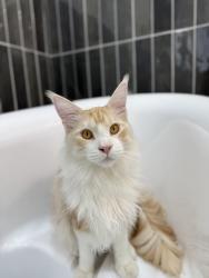 Lost Male Cat last seen Center Ridge and Crocker, Westlake, OH 44145