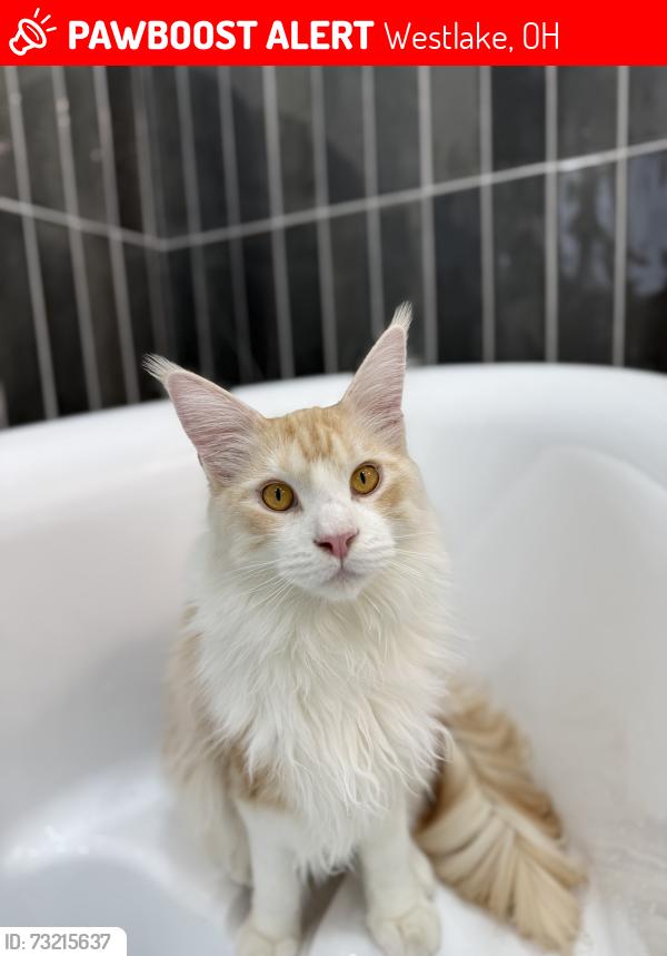 Lost Male Cat last seen Center Ridge and Crocker, Westlake, OH 44145