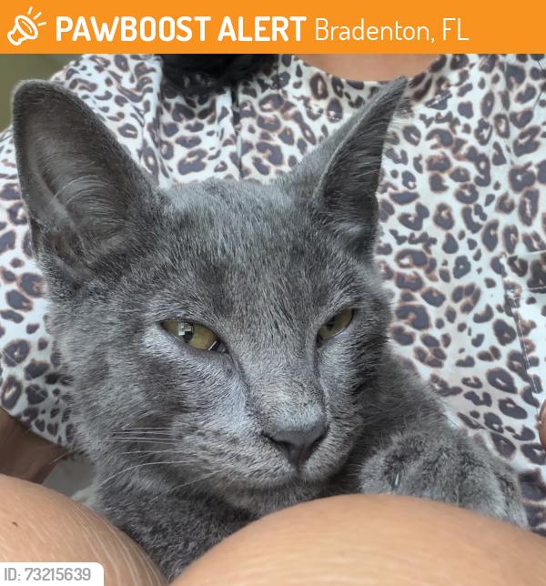 Found/Stray Male Cat last seen Pei Wei asian restaurant, Bradenton, FL 34201