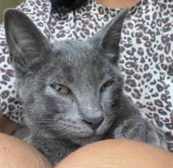 Found/Stray Male Cat last seen Pei Wei asian restaurant, Bradenton, FL 34201
