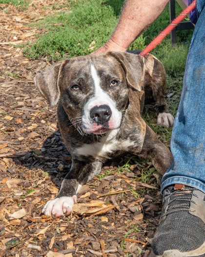 Shelter Stray Male Dog last seen Near Brockett Rd, Tucker, GA 30084, 30084, GA, 3280 Chamblee Dunwoody Rd, Chamblee, GA 30341, USA