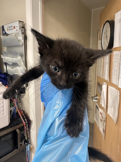 Shelter Stray Male Cat last seen Portside Cir and Starbord Way, Roseville City, CA, 200 Tahoe Ave, Roseville, CA 95678, USA